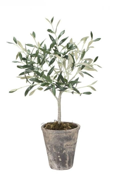 Mediterranean Home Decor Olive Tree in Pot
