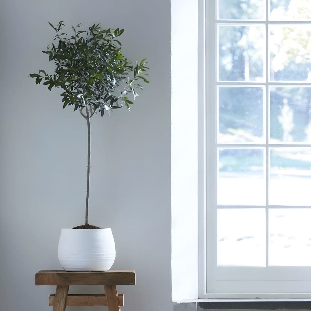 White Matt Ceramic Planter - Stylish Indoor Plant Pot