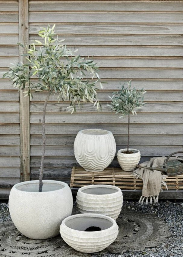 Mediterranean Home Decor Olive Tree in Pot