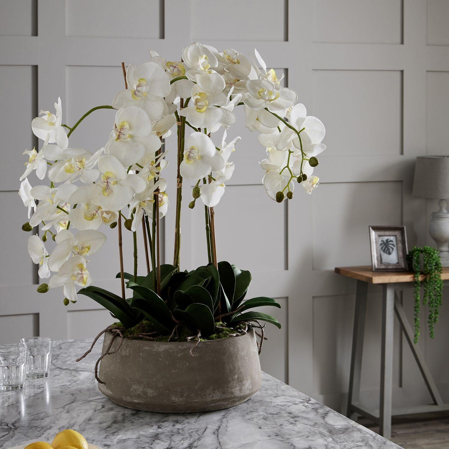 Elegant Large White Orchid