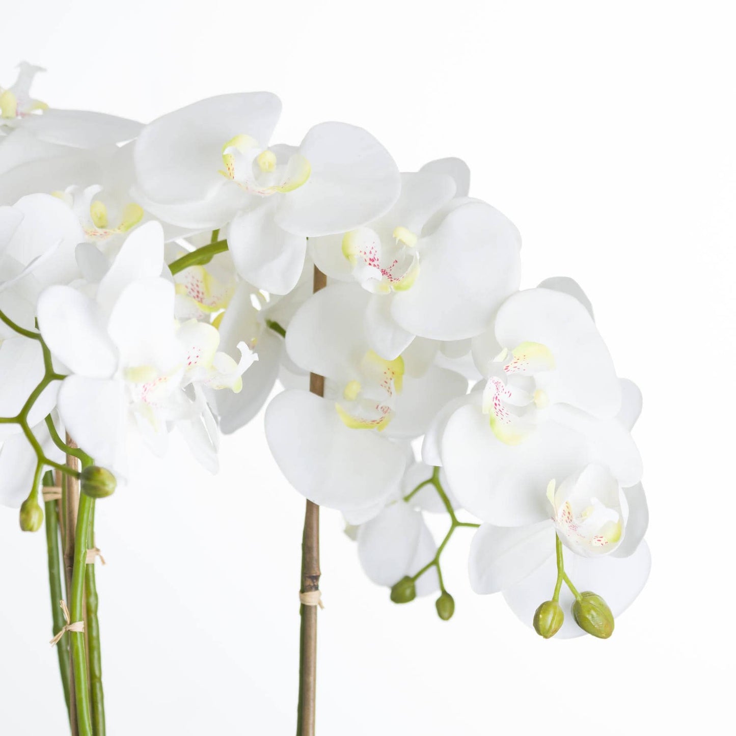 Elegant Large White Orchid