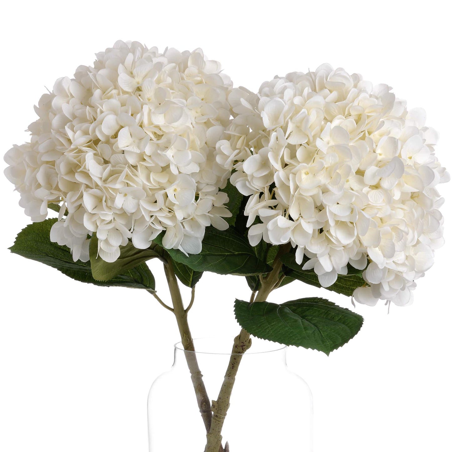 Elegant Oversized Hydrangea Bloom