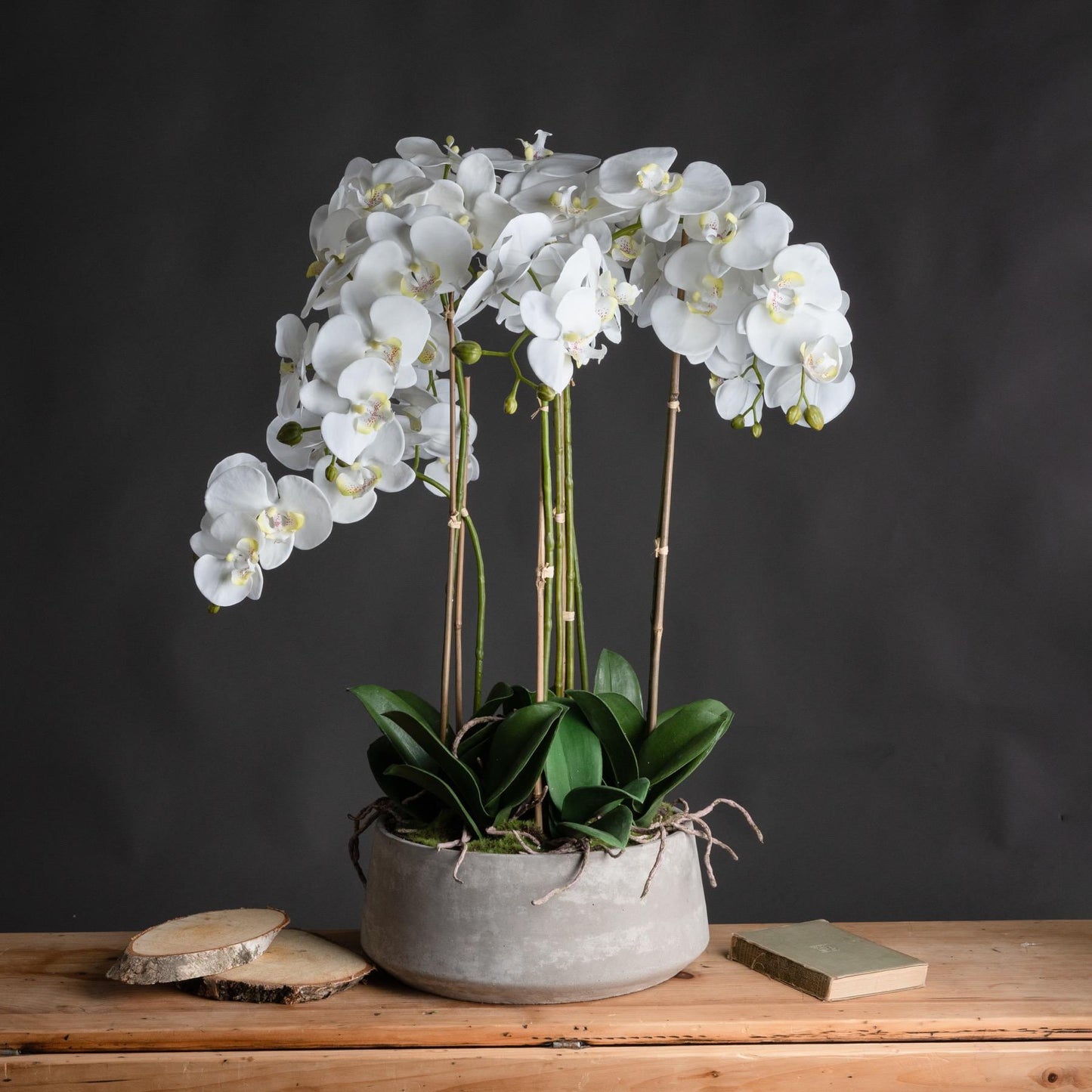 Elegant Large White Orchid