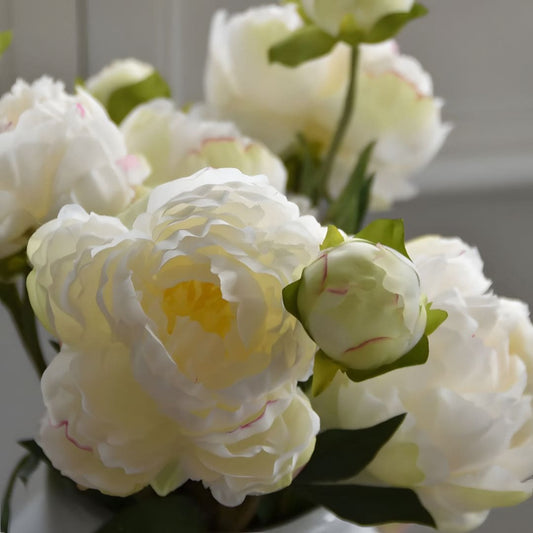 Bunch of Three White Peony Stems