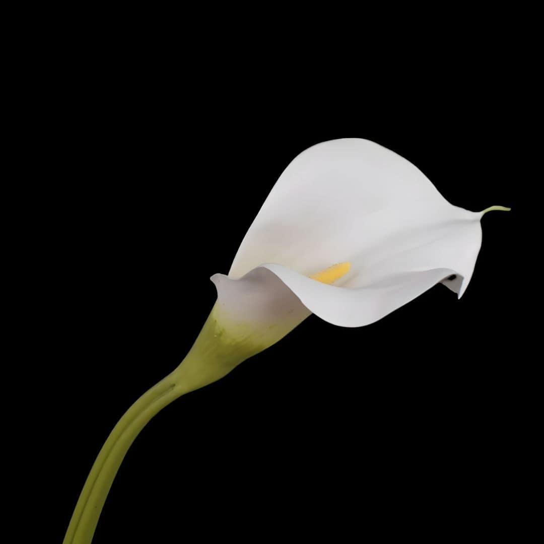 Stunning Calla Lily Stem