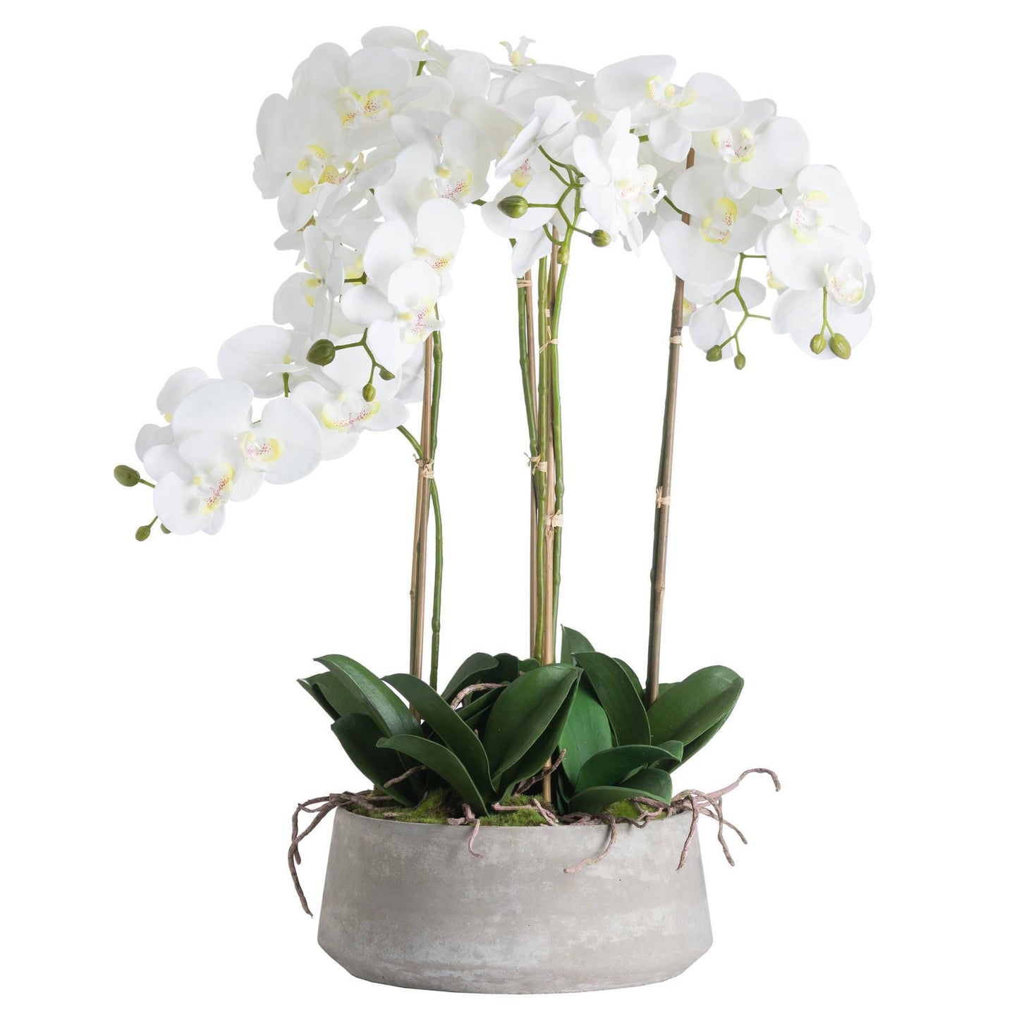 Elegant Large White Orchid