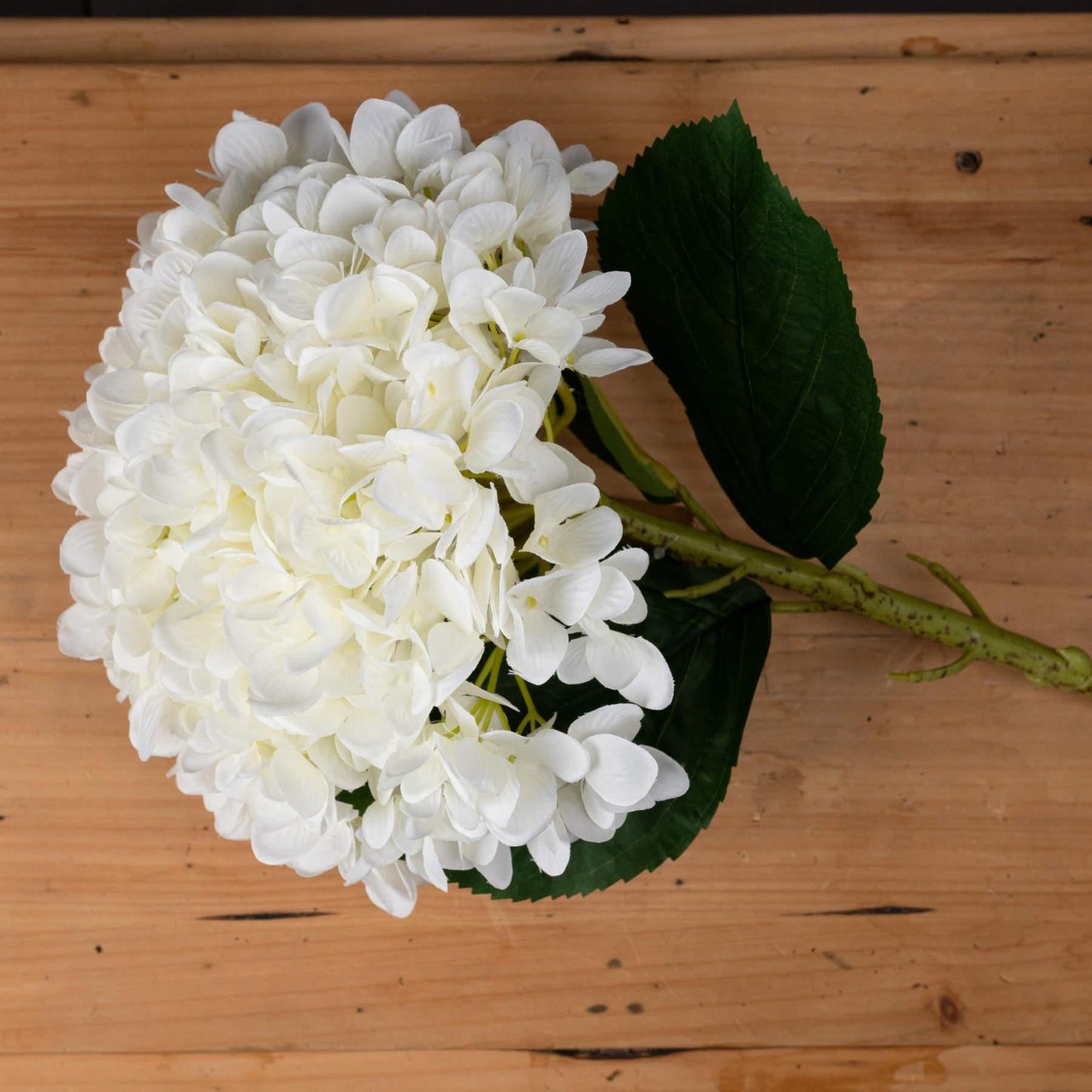 Elegant Oversized Hydrangea Bloom